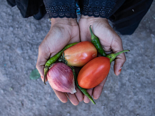 Close up shot of hands holding tomatoes, onions and chilies