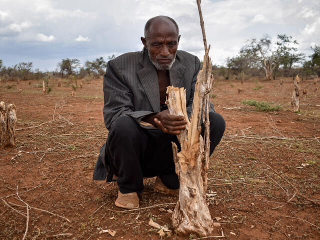A coffee farmer holding the branches of the coffee tree destroyed by the severe drought