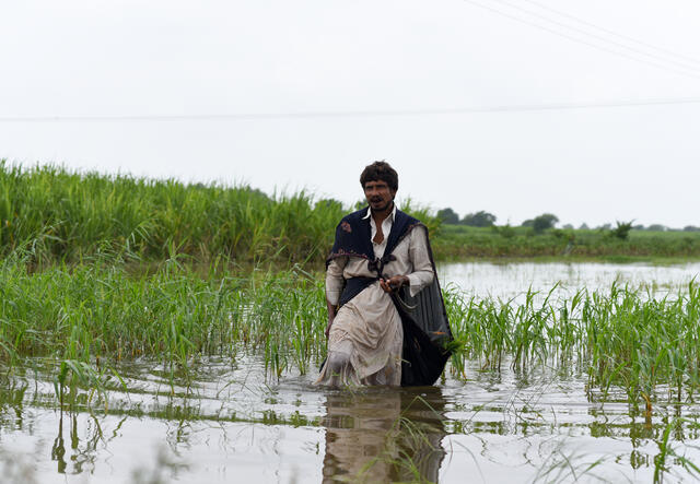 The floods have badly destroyed the crops in Sindh and a man chops grass for his livestocks for their survival.